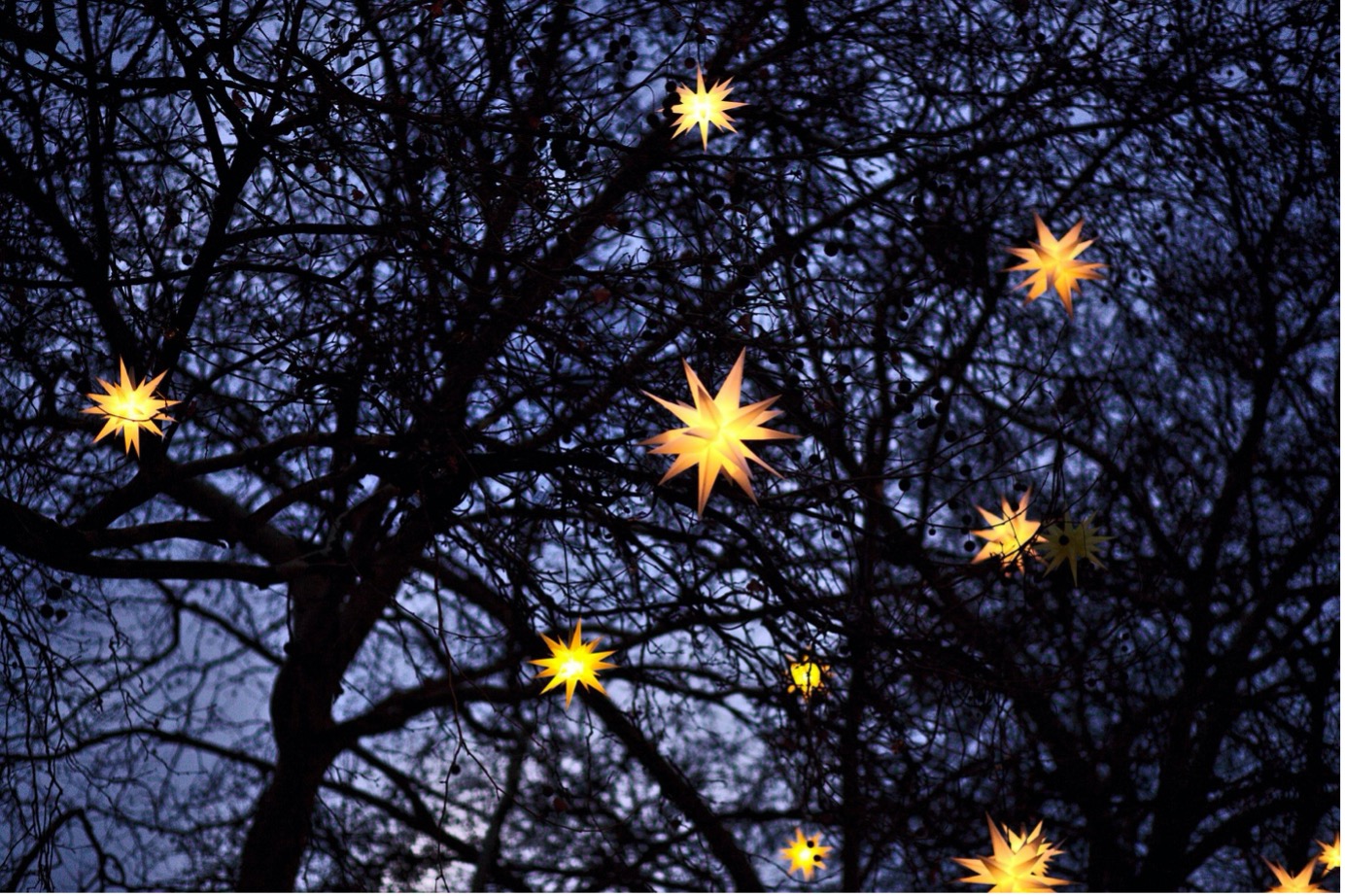 Christmas stars at market in Germany